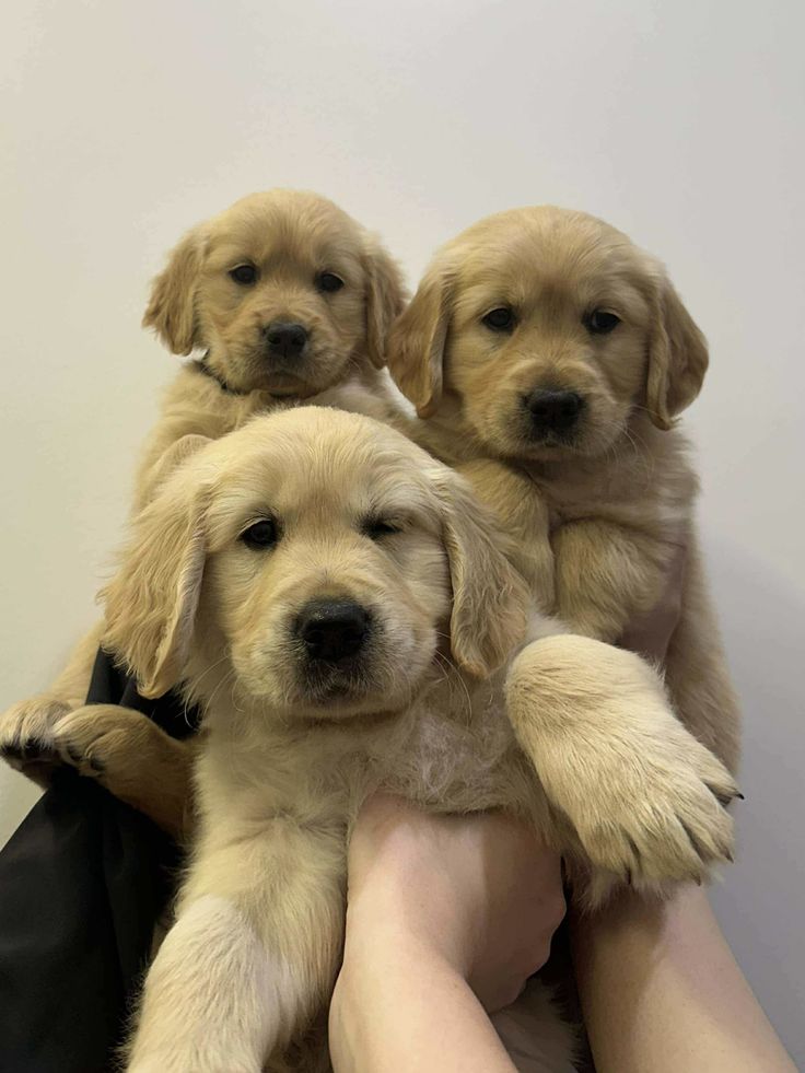 Golden Retriever puppy receiving attentive health-focused care